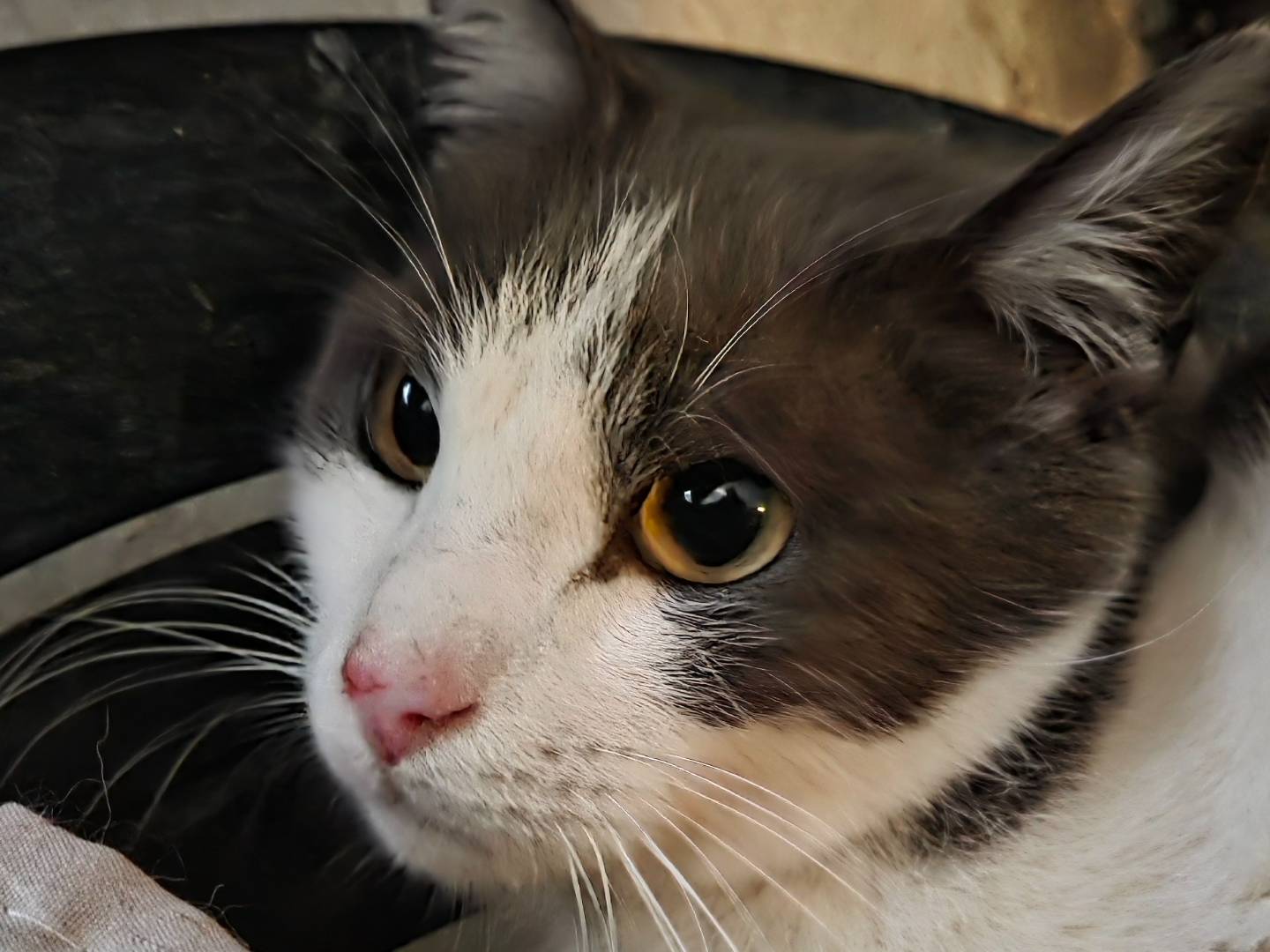 Adotta un gatto, maschio, 9 anni e 7 mesi, Roma