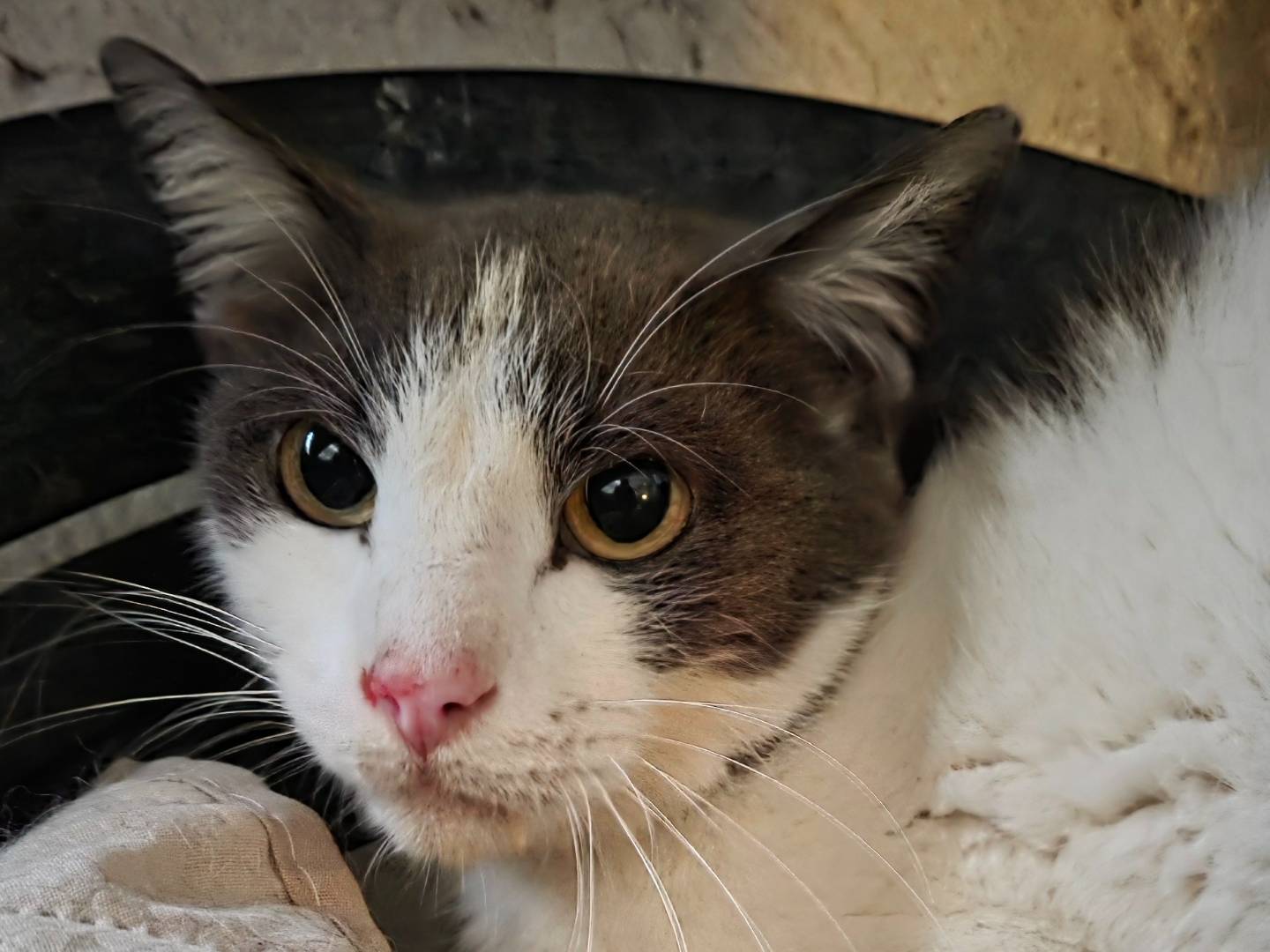 Adotta un gatto, taglia non valida, maschio, Roma