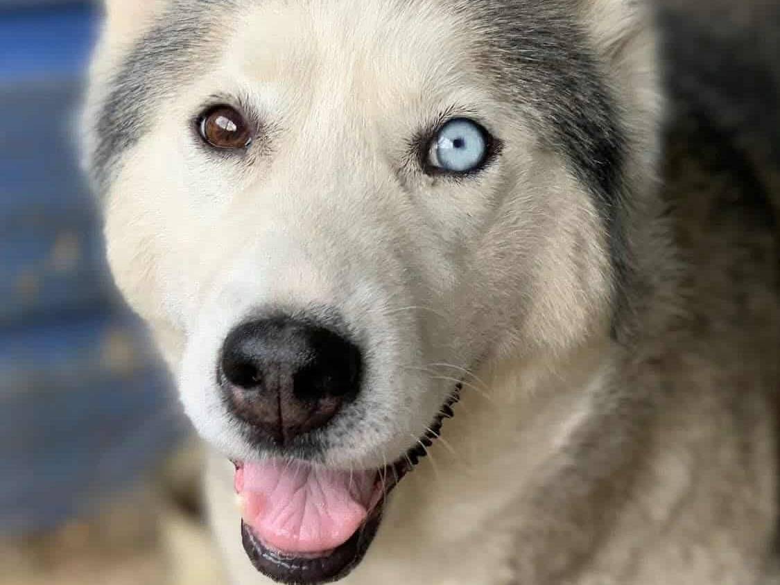 Vuoi adottare un cane a Firenze?