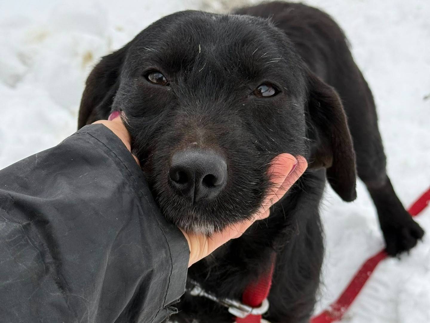 Adotta un cane, femmina, 2 anni e 9 mesi, Firenze