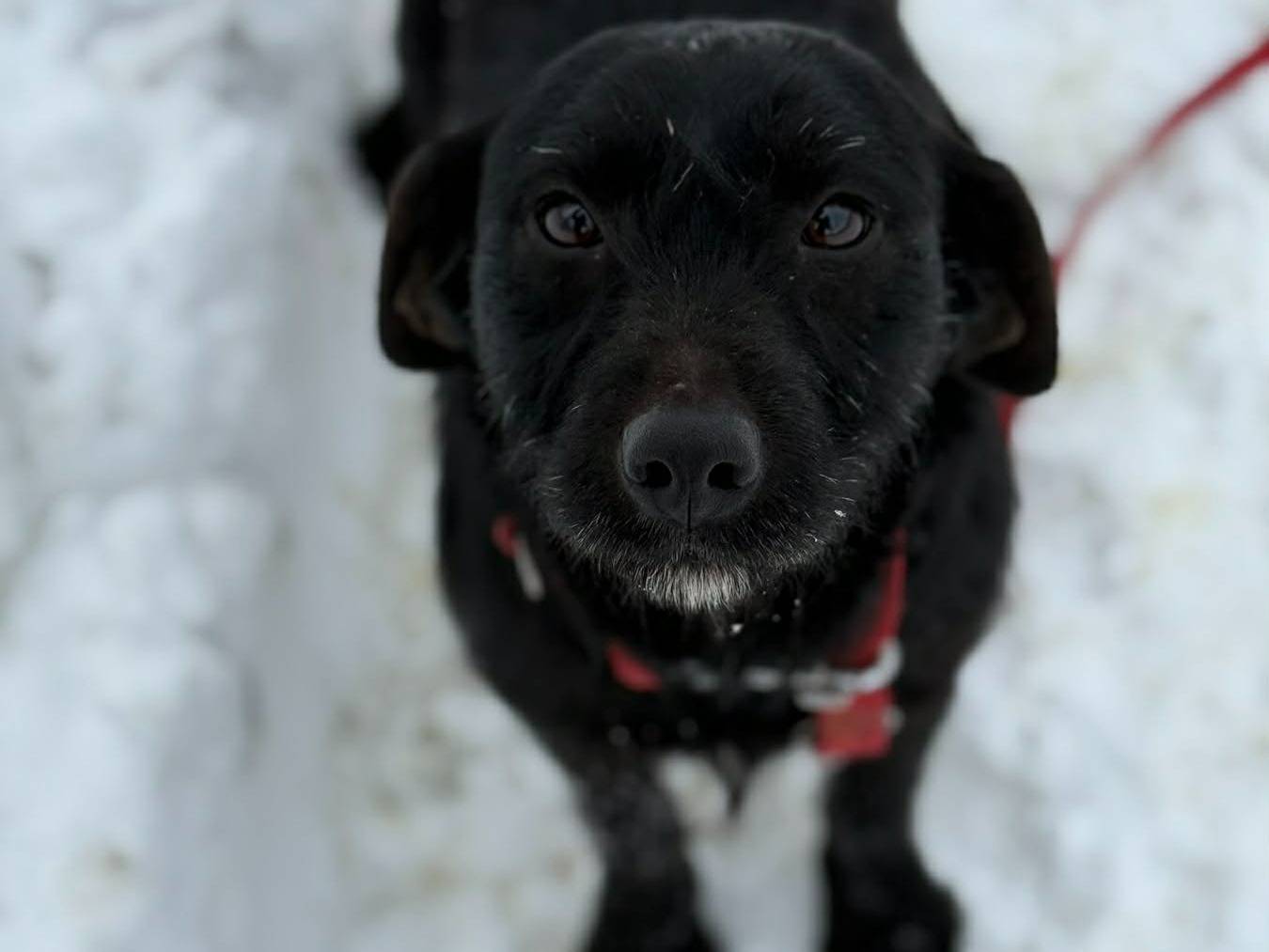 Adotta un cane, taglia media contenuta, femmina, Firenze