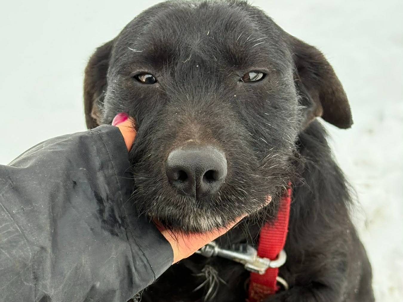 Vuoi adottare un cane a Firenze?