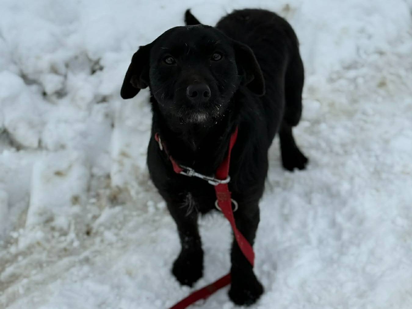 Adotta il cane TRISH a Firenze