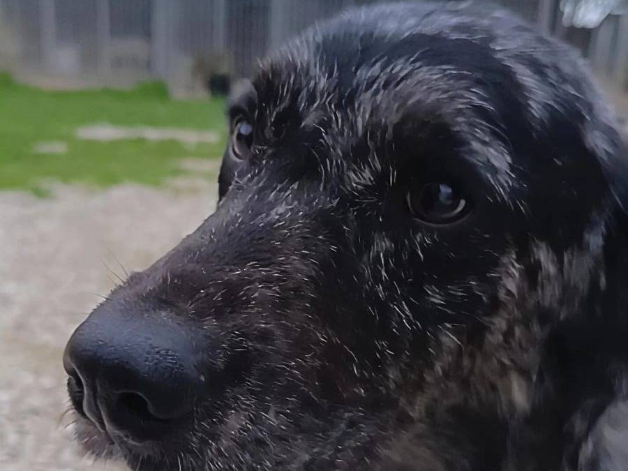 Adotta un cane, taglia grande, maschio, Bari