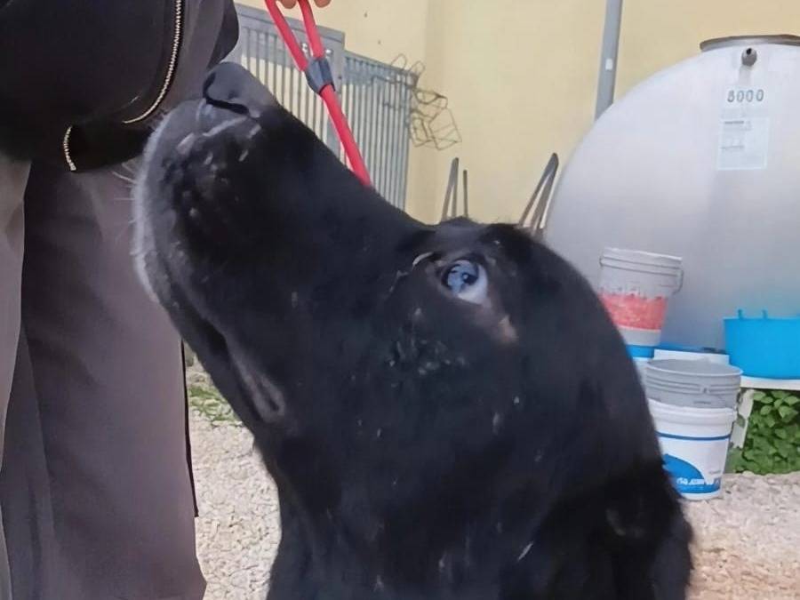 Vuoi adottare un cane a Bari?