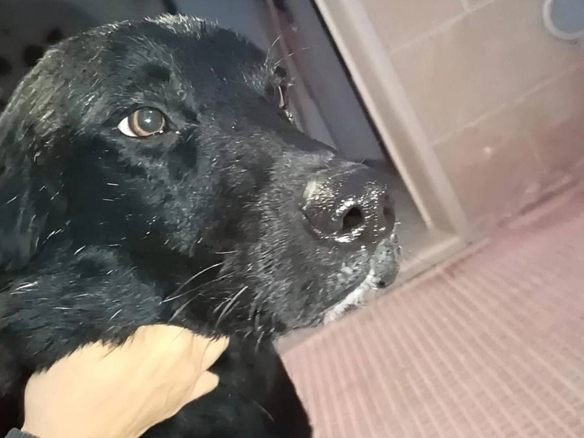 Vuoi adottare un cane a Bari?