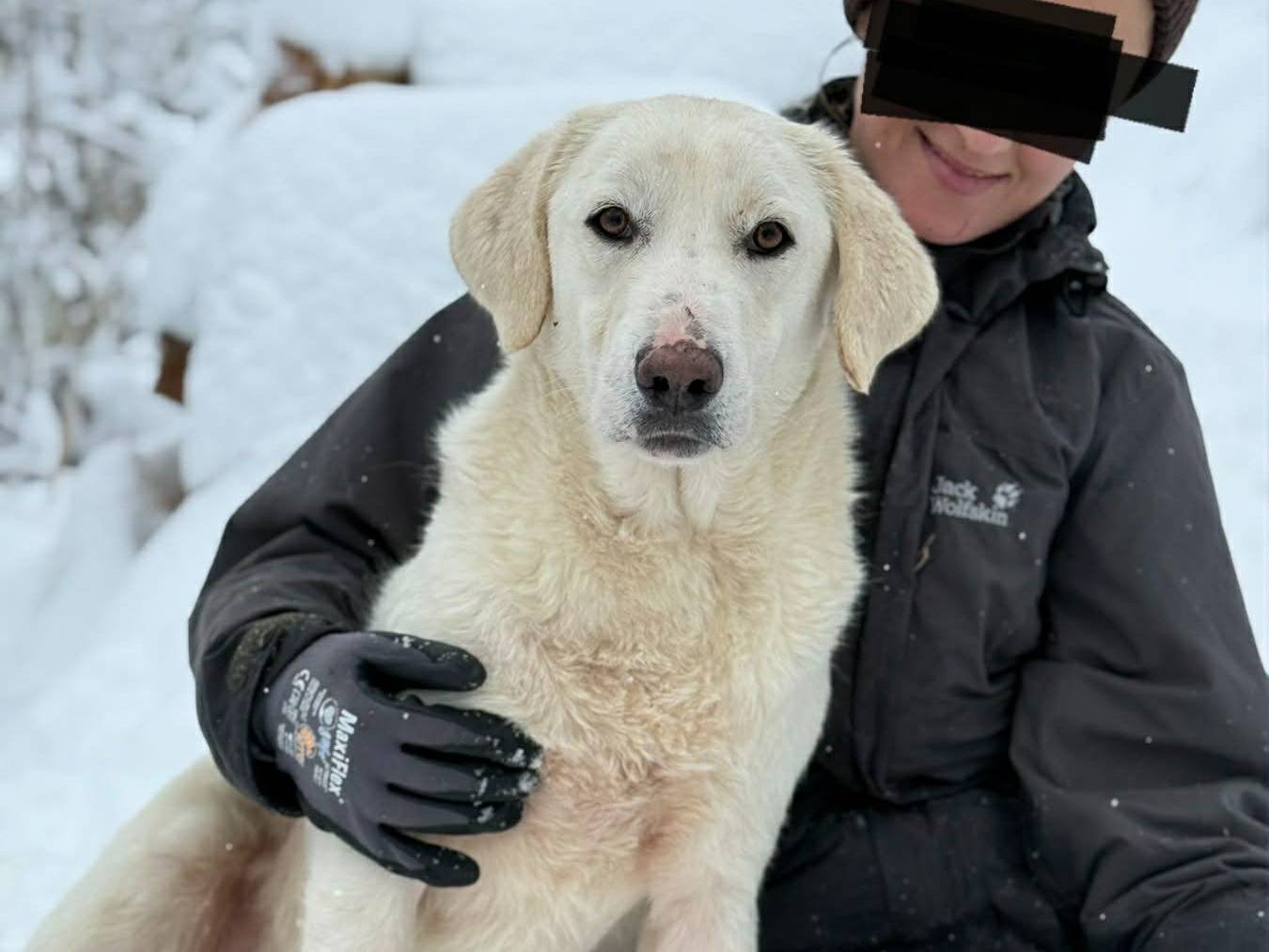 Adotta un cane, maschio, 2 anni, Firenze
