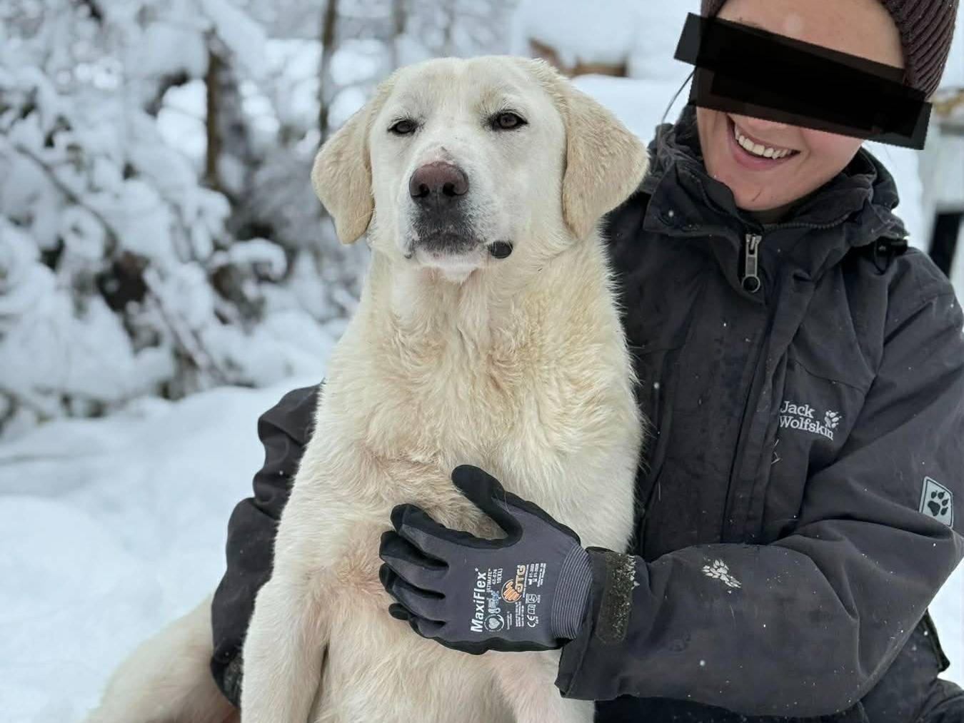 Adotta un cane, taglia media, maschio, Firenze