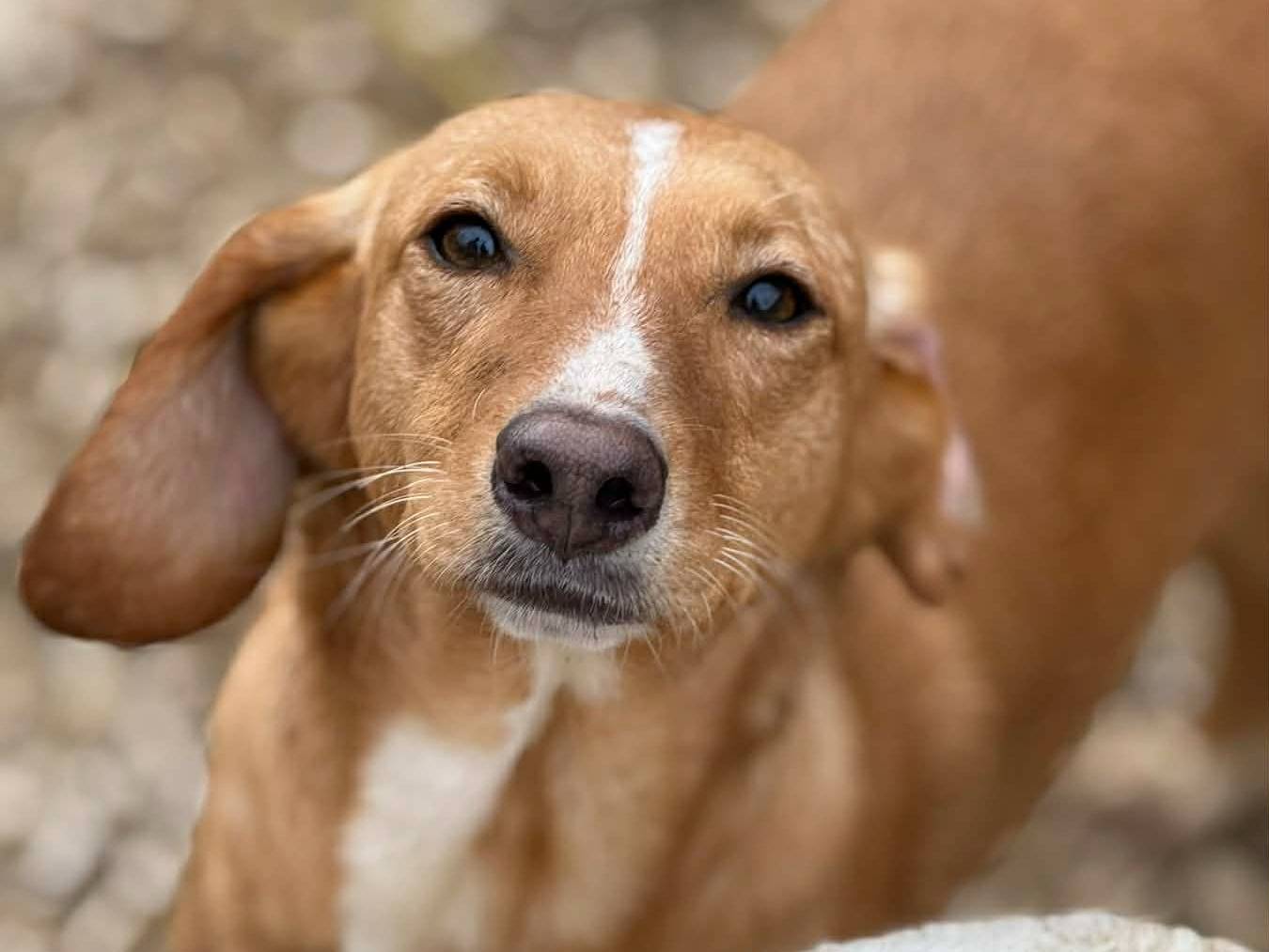 Adozione cane, femmina, Razza sconosciuta Razza sconosciuta, 1 anno e 6 mesi, taglia media contenuta, Firenze
