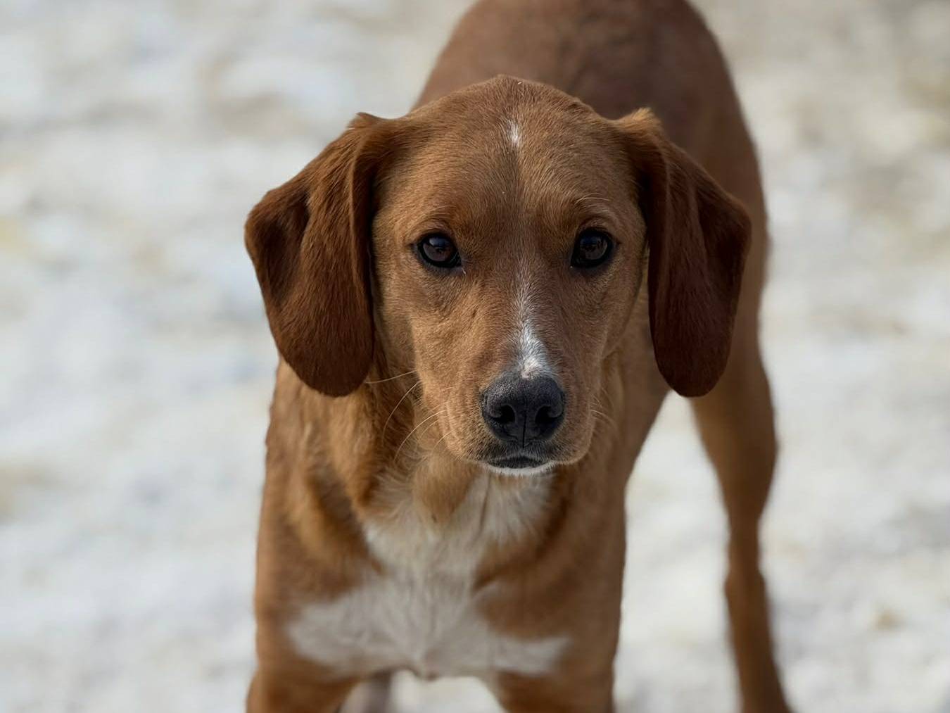 Adotta un cane, taglia media contenuta, femmina, Firenze