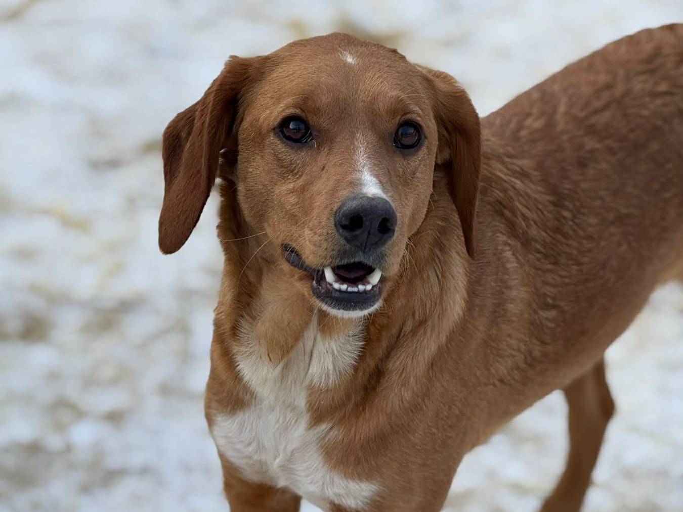 Vuoi adottare un cane a Firenze?