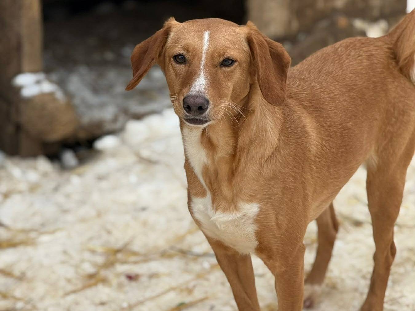 Adotta il cane YULI e NIKA a Firenze