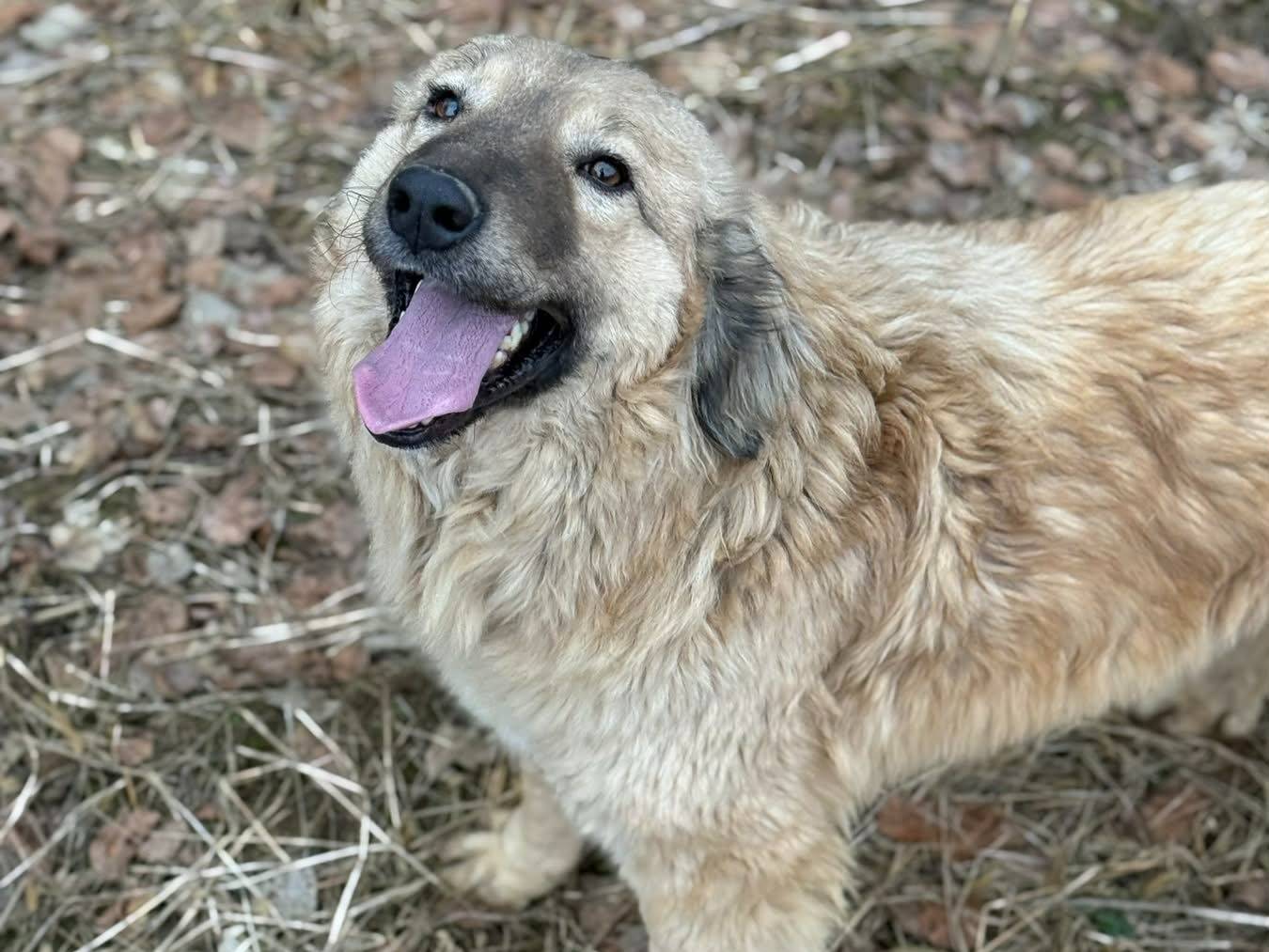 Adotta un cane, femmina, 3 anni e 11 mesi, Firenze