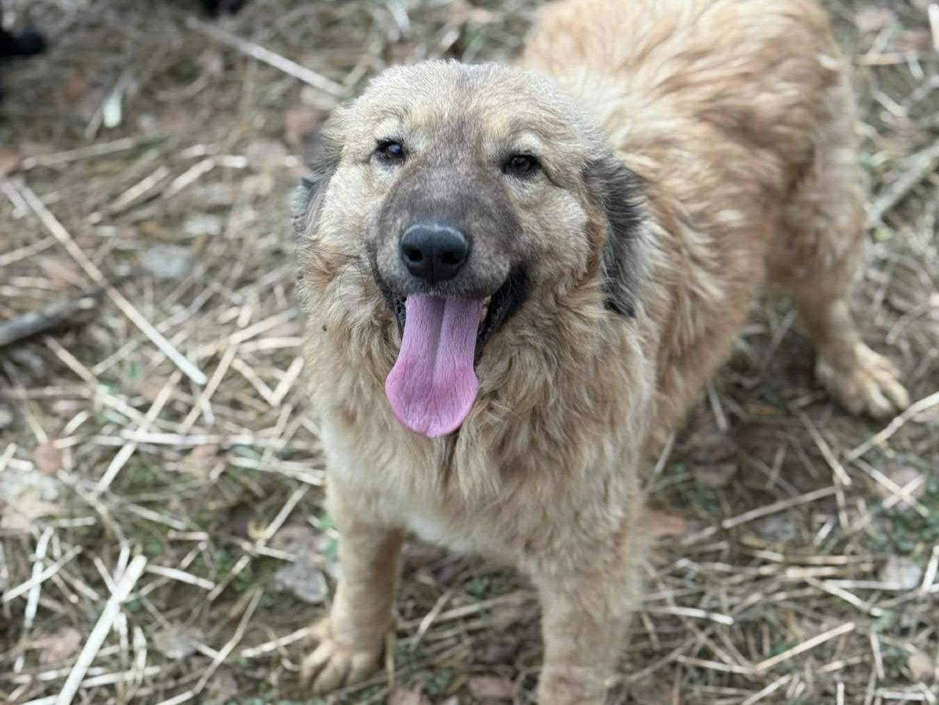 Adotta un cane, taglia media, femmina, Firenze