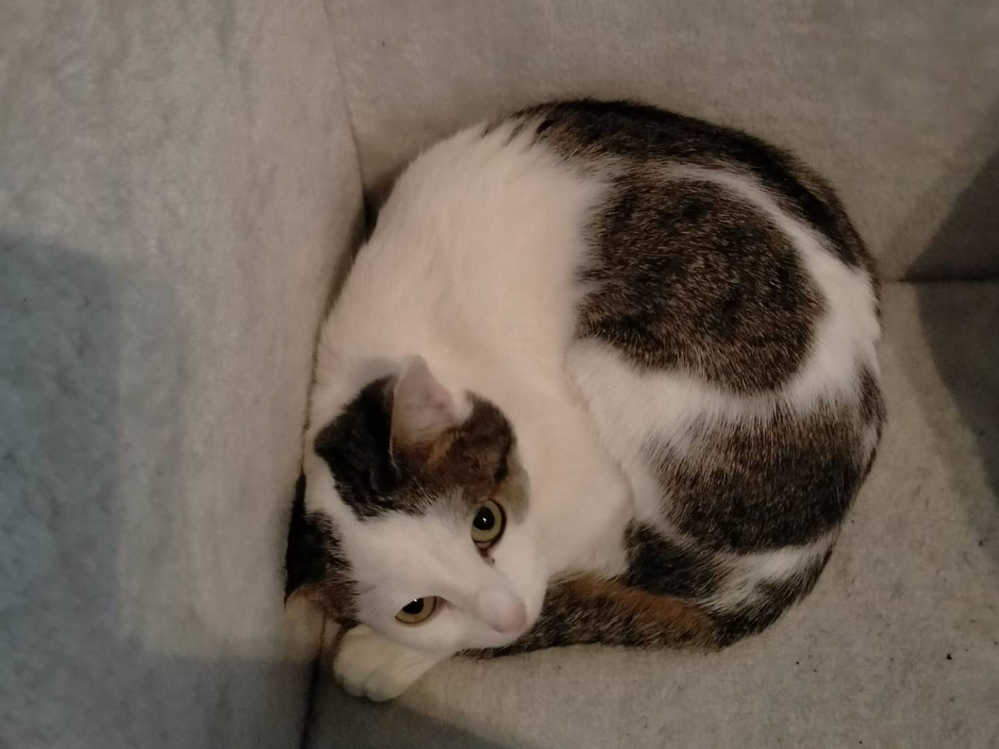 Vuoi adottare un gatto a Torino?