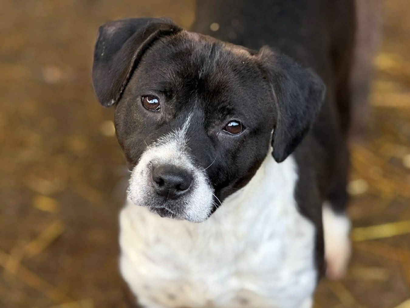 Adozione cane, femmina, Razza sconosciuta Razza sconosciuta, 1 anno e 1 mese, taglia media contenuta, Firenze