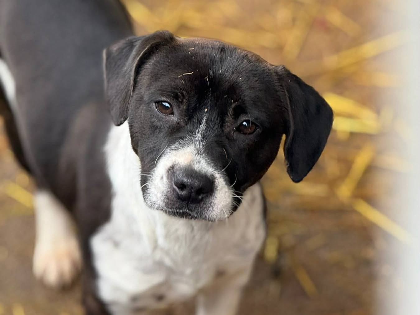 Adotta un cane, femmina, 1 anno e 1 mese, Firenze