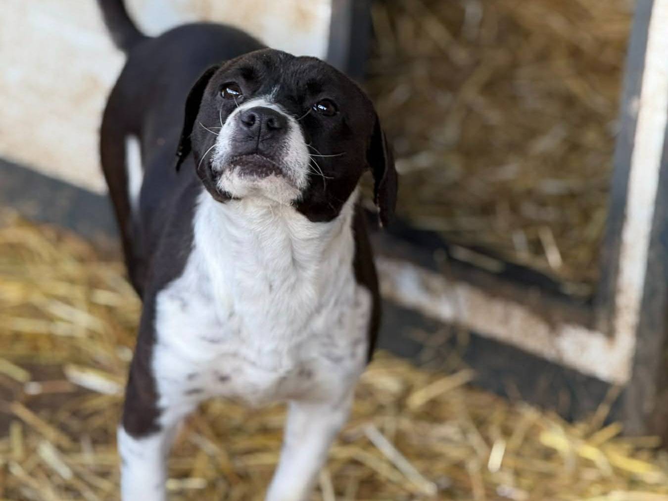 Adotta un cane, taglia media contenuta, femmina, Firenze