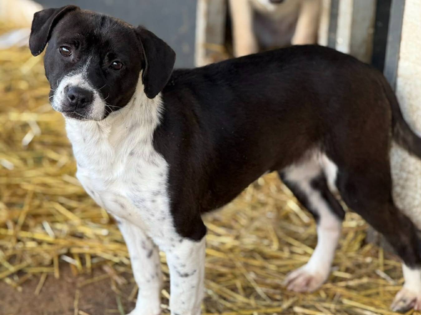 Vuoi adottare un cane a Firenze?