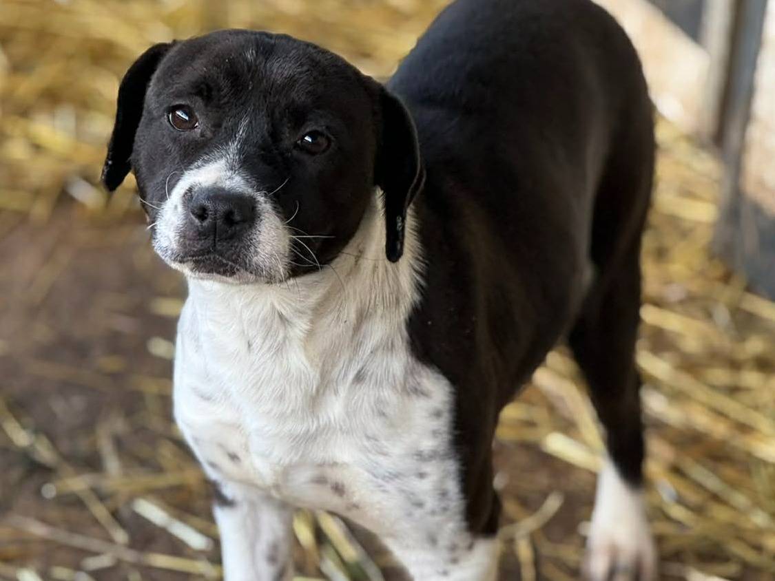 Adotta il cane ELMA a Firenze