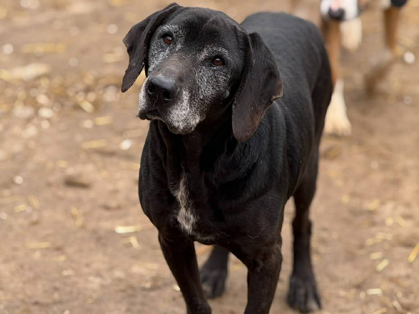 Adotta un cane, taglia media, maschio, Firenze