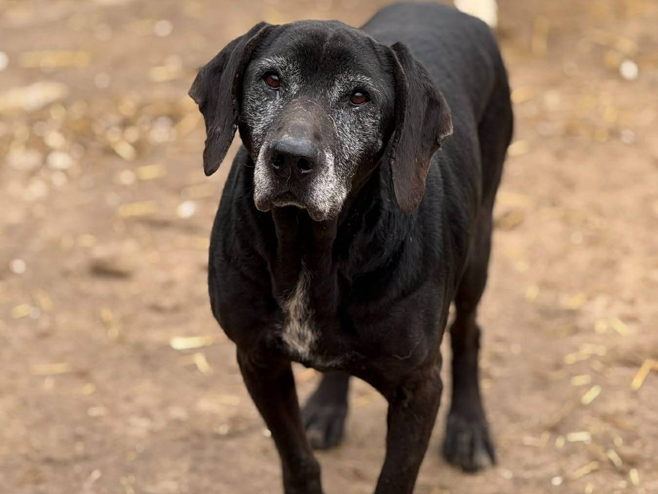 Adotta il cane ORAZIO a Firenze