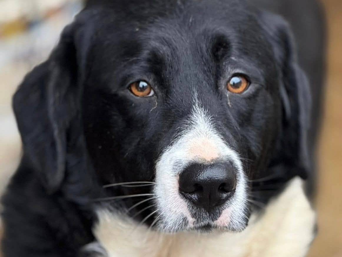 Adotta un cane, femmina, 2 anni e 1 mese, Firenze