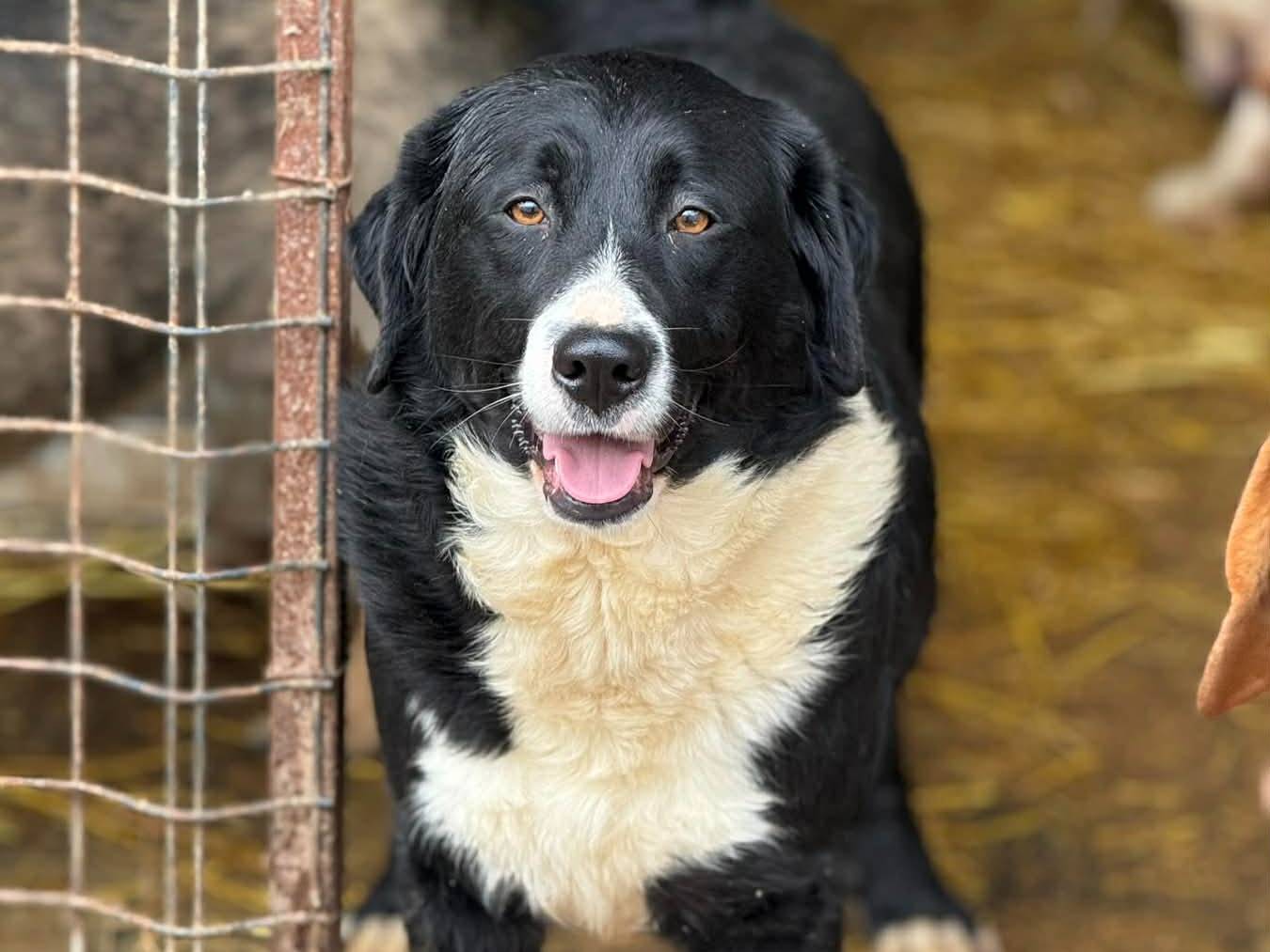 Adotta il cane EMIRA a Firenze