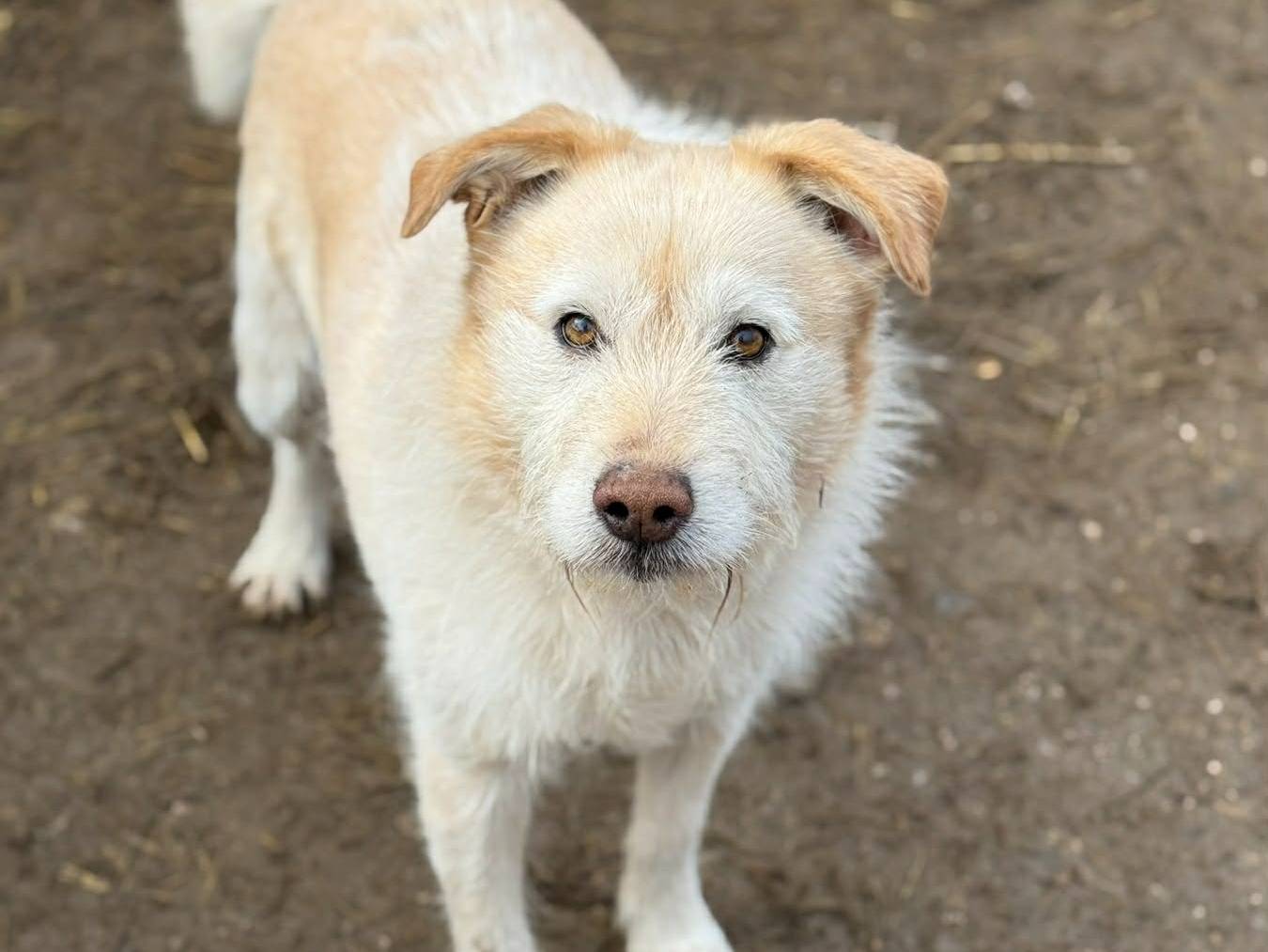 Adotta un cane, maschio, 5 anni e 3 mesi, Firenze