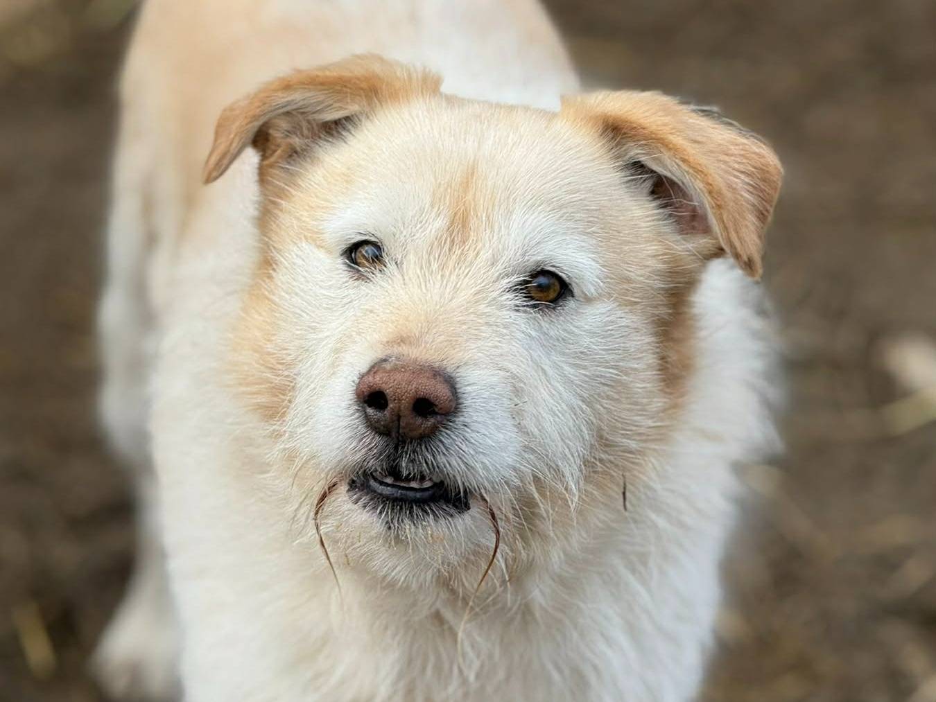 Vuoi adottare un cane a Firenze?