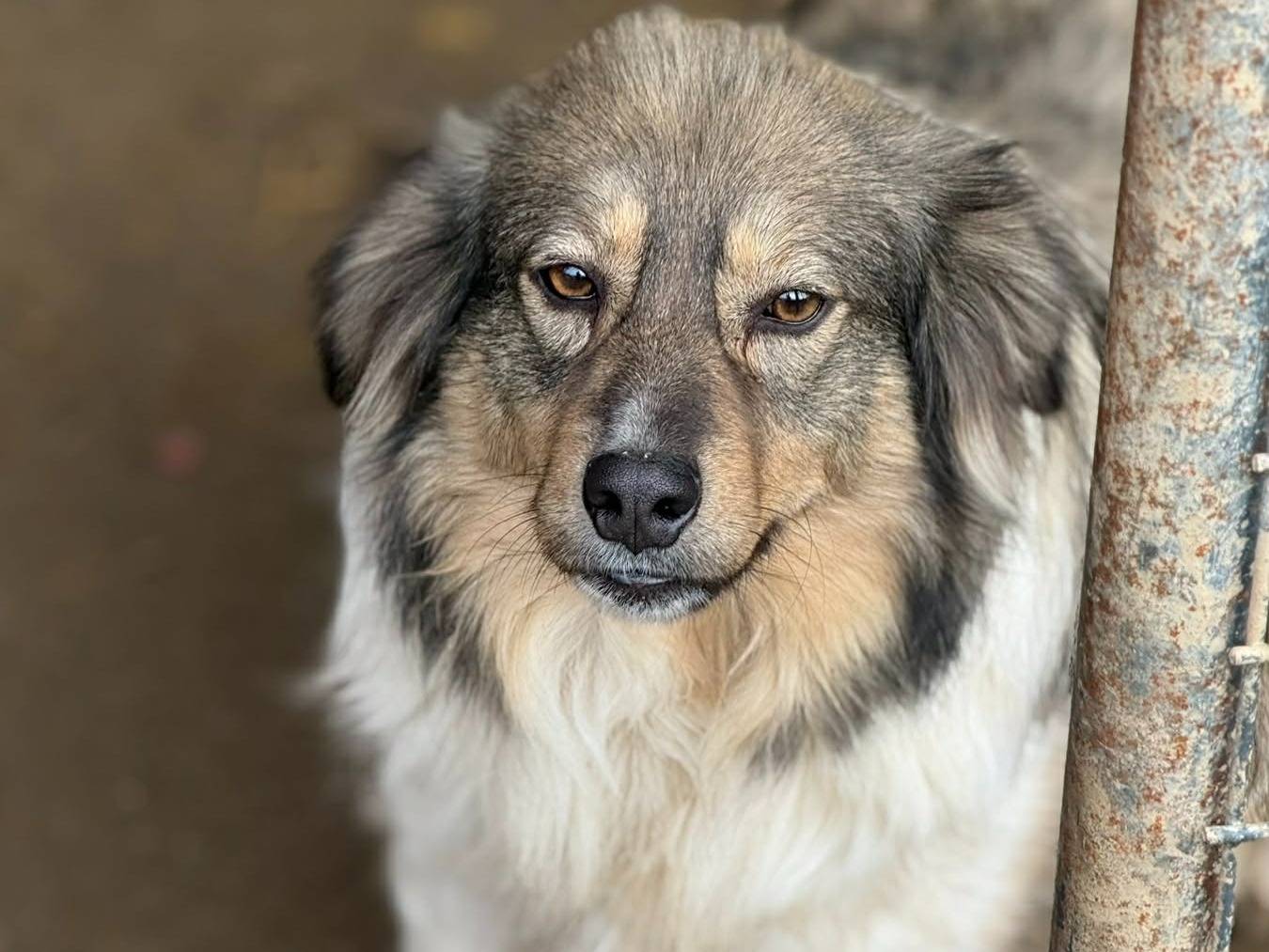 Adotta un cane, femmina, 4 anni e 1 mese, Firenze