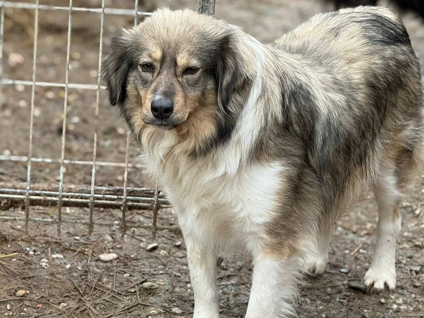 Vuoi adottare un cane a Firenze?