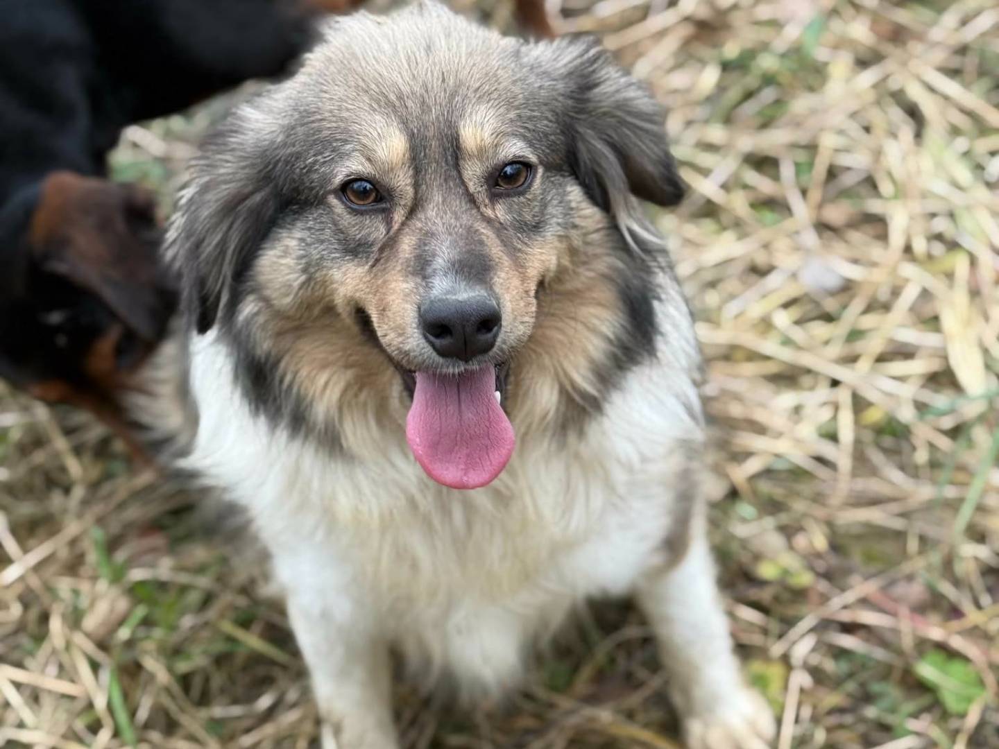 Adotta il cane PERSIA a Firenze