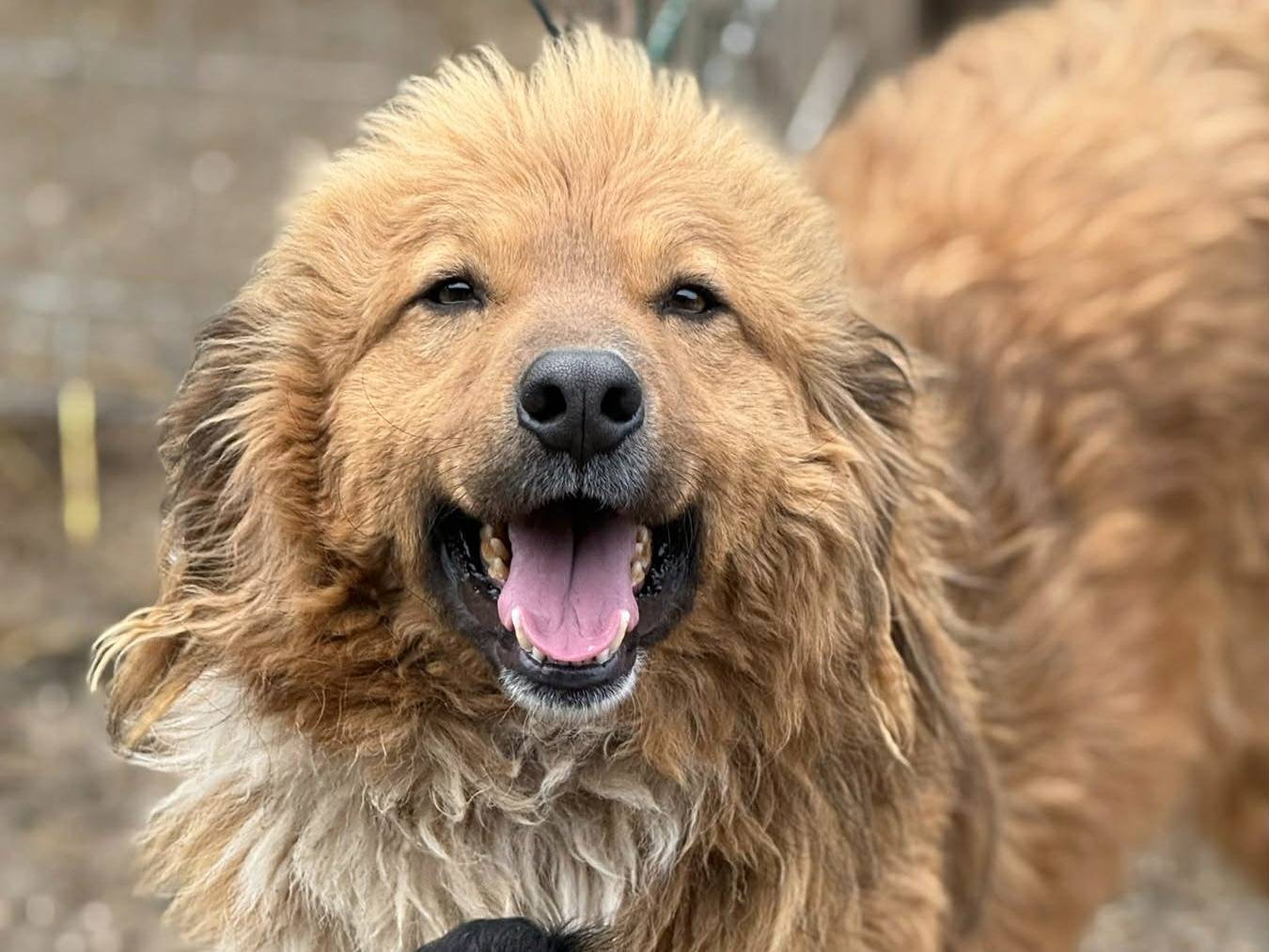 Adozione cane, maschio, Razza sconosciuta Razza sconosciuta, 4 anni e 1 mese, taglia media, Firenze