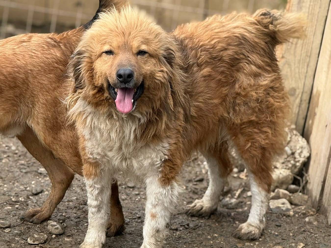 Adotta un cane, taglia media, maschio, Firenze