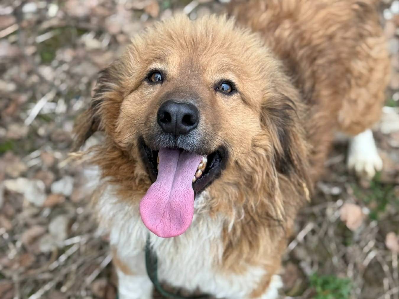 Vuoi adottare un cane a Firenze?