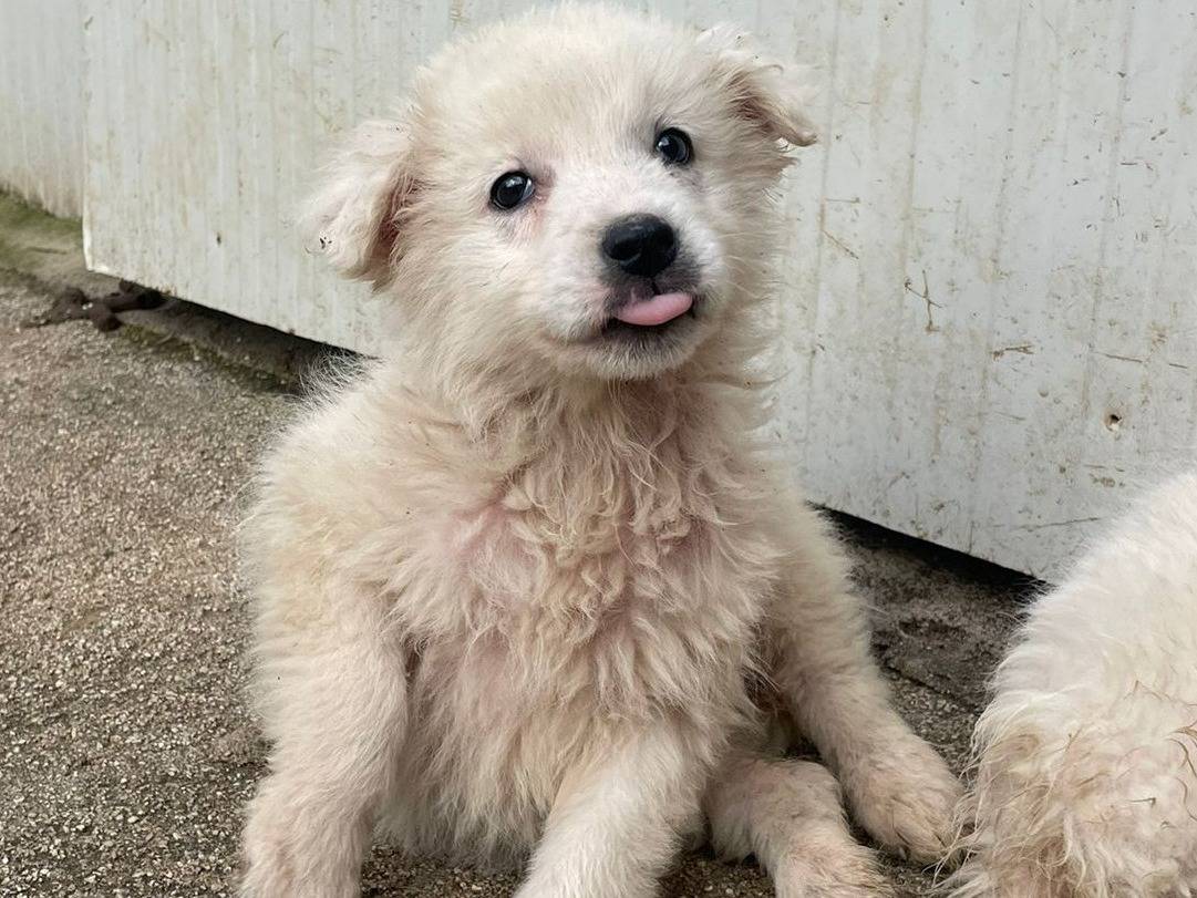 Vuoi adottare un cane a Frosinone?