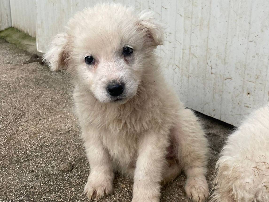 Adotta il cane RUNA a Frosinone