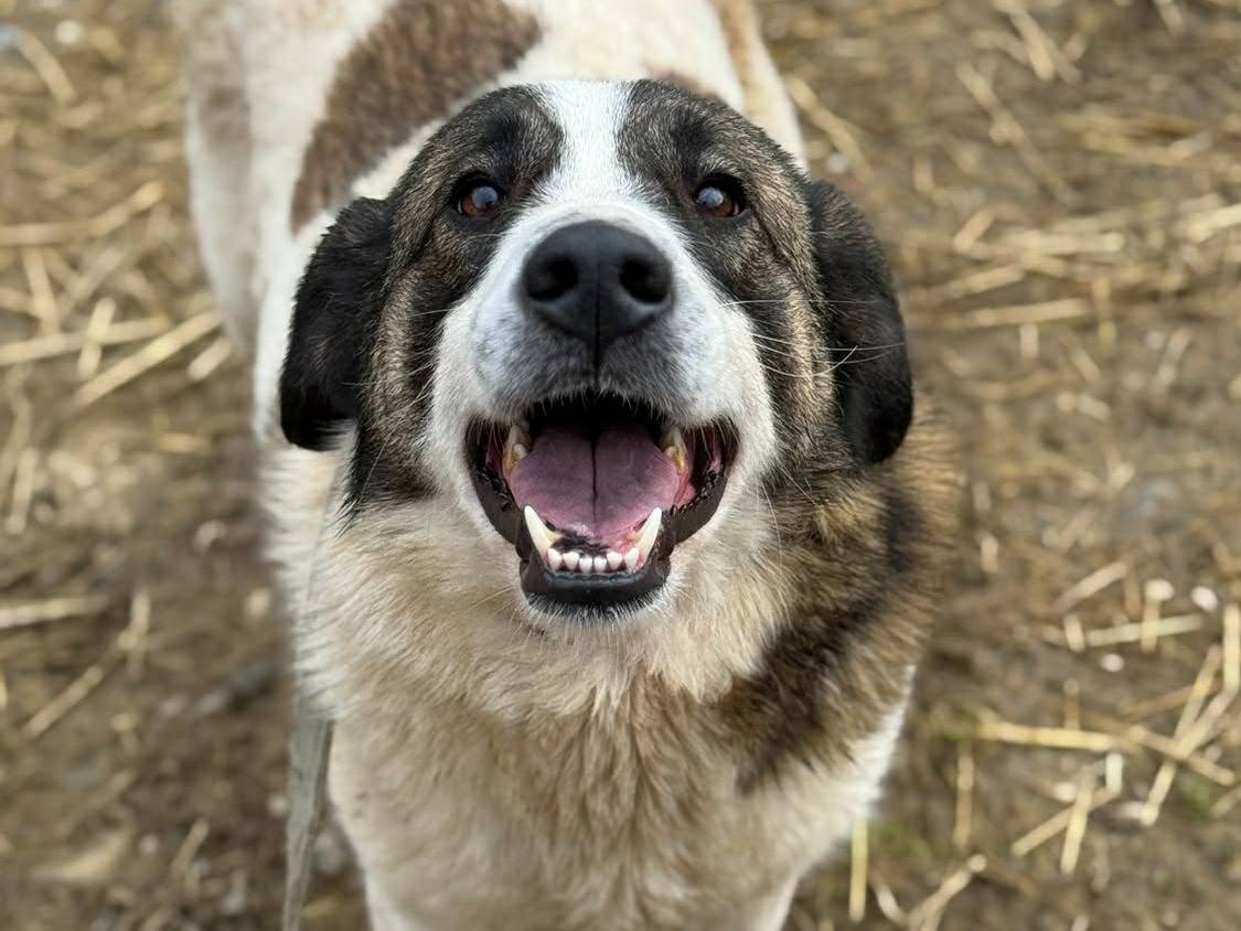 Adozione cane, femmina, Razza sconosciuta Razza sconosciuta, 3 anni e 1 mese, taglia grande, Firenze