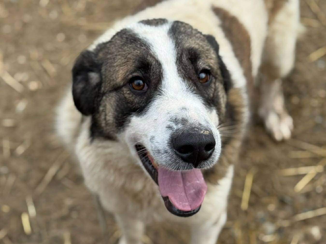 Adotta un cane, taglia grande, femmina, Firenze
