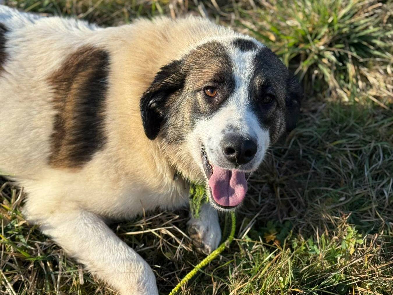 Vuoi adottare un cane a Firenze?