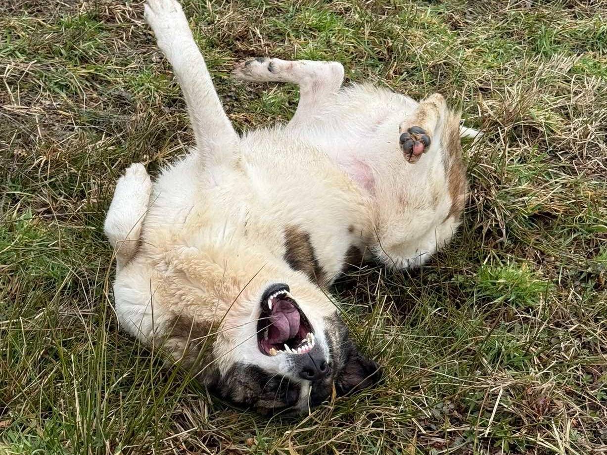 Adotta il cane DANA a Firenze