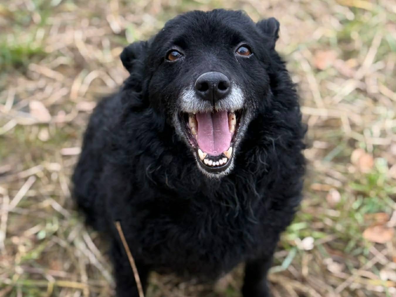 Adozione cane, femmina, Razza sconosciuta Razza sconosciuta, 5 anni e 1 mese, taglia media, Firenze