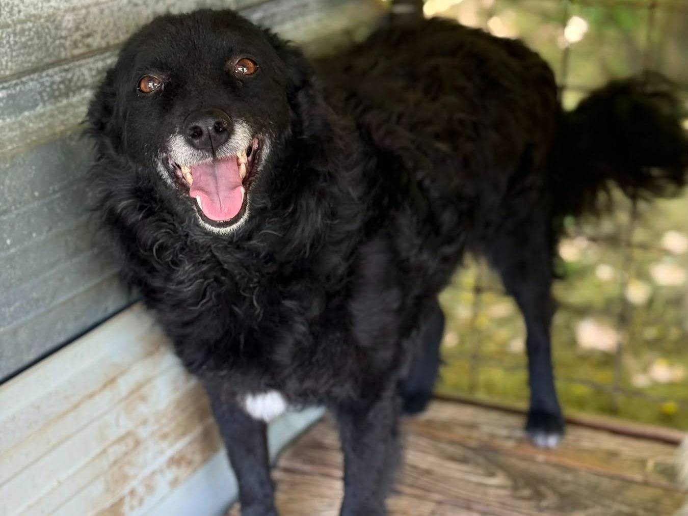 Vuoi adottare un cane a Firenze?