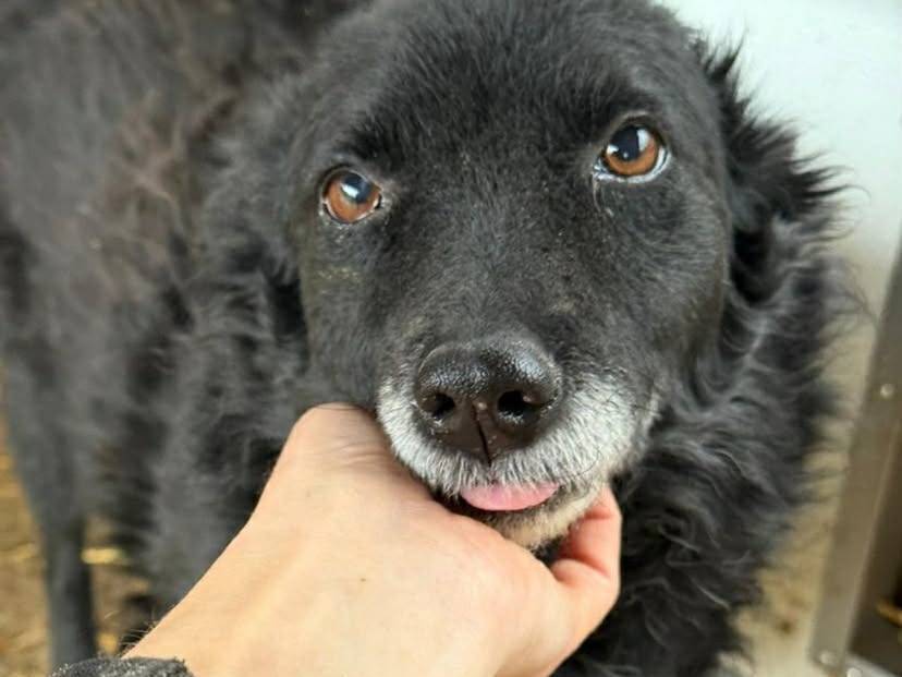 Adotta il cane DIOR a Firenze