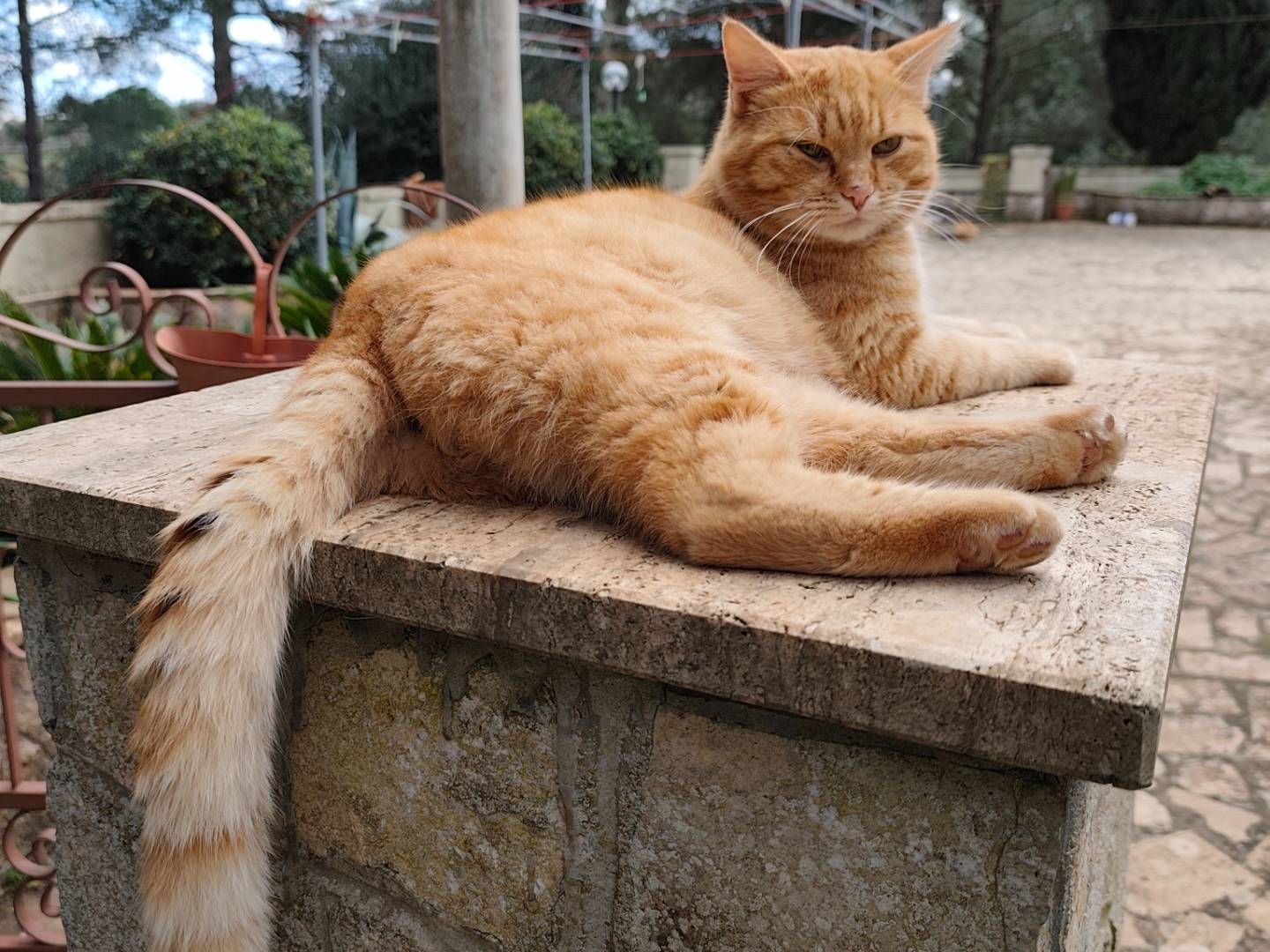 Adotta il gatto Brio a Taranto