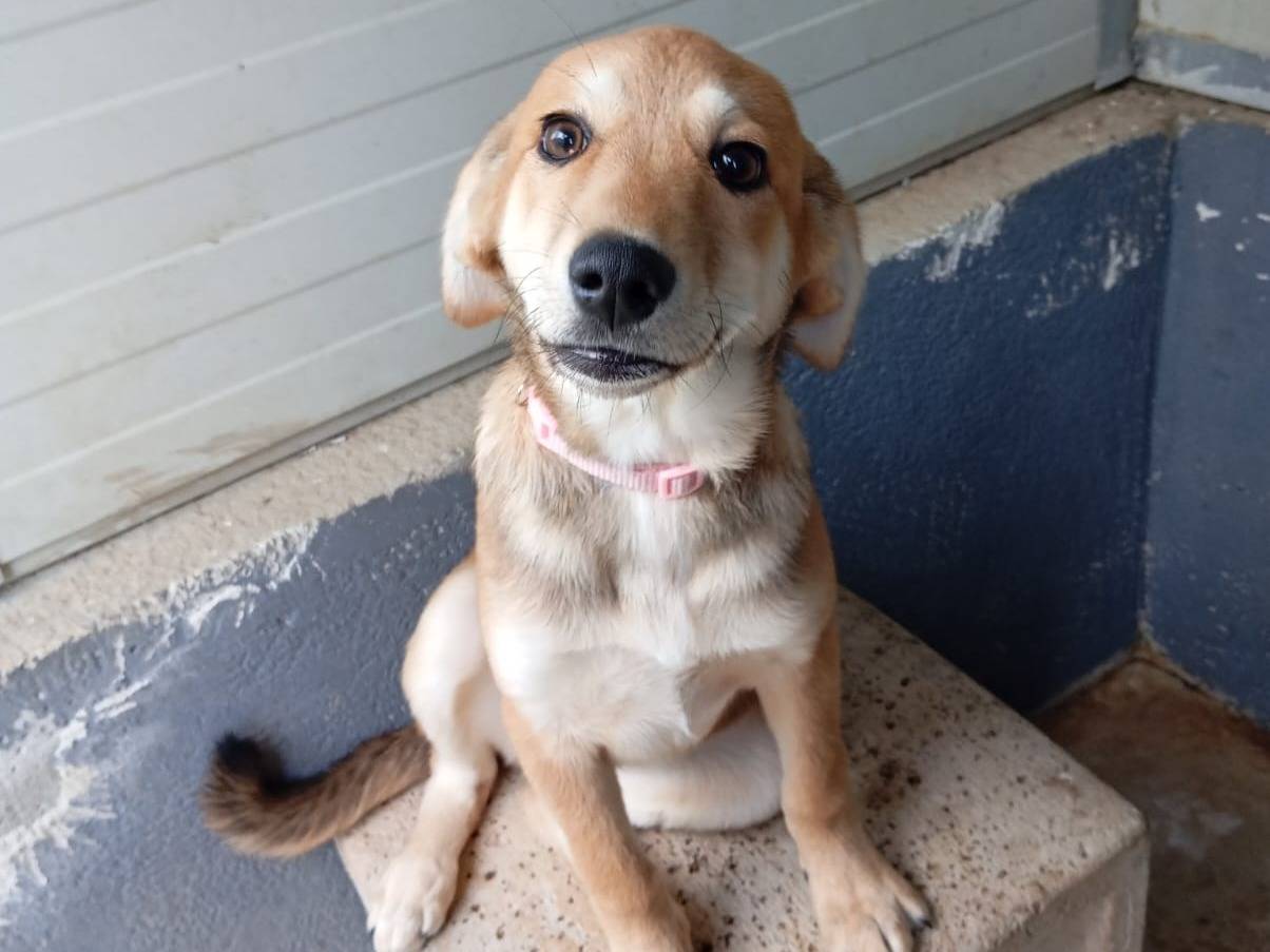 Adotta un cane, taglia media, femmina, Caserta