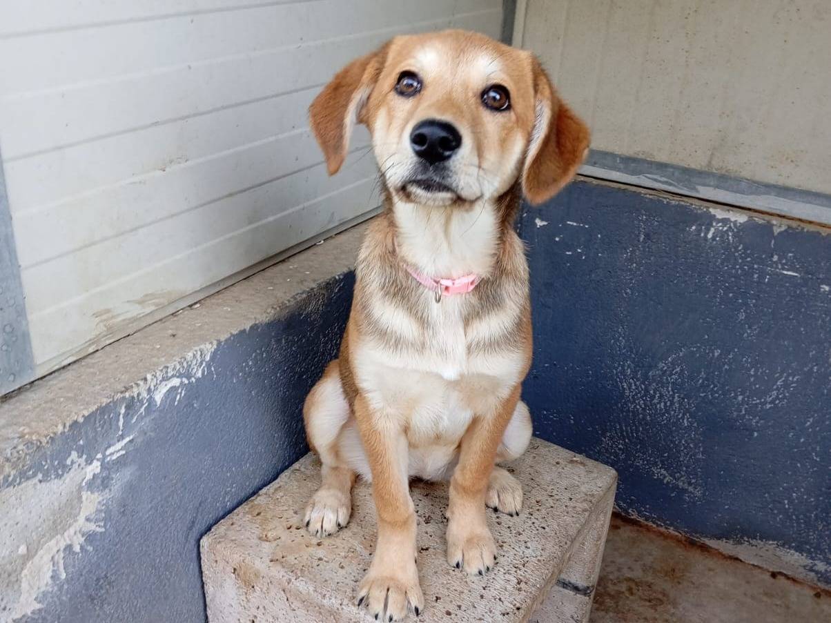 Adotta il cane Florilla a Caserta