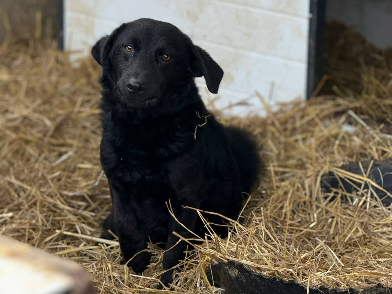 Adotta un cane, maschio, 1 anno e 6 mesi, Firenze