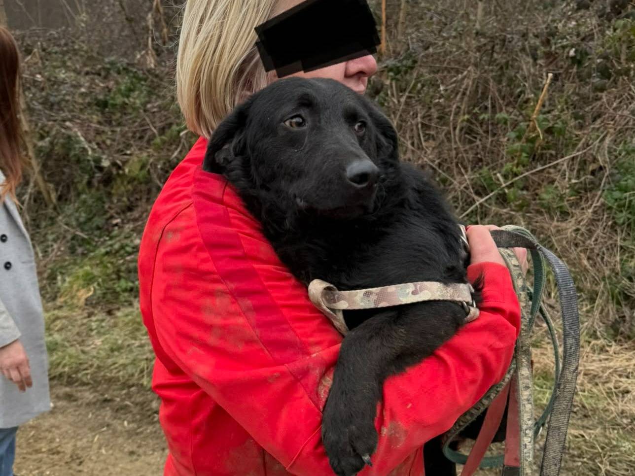 Adotta un cane, taglia media contenuta, maschio, Firenze